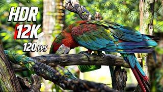 Best Nature Baird HDR 12K 120FPS  4K VIDEO