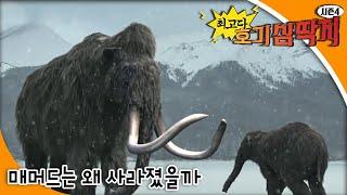 최고다 호기심딱지 시즌4 - 매머드는 왜 사라졌을까