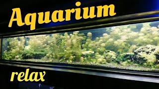 Аквариумы венского зоопарка ч.1  Aquariums of the Vienna Zoo #аквариумистика #aquarium