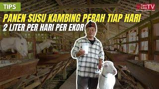 Untung Berlimpah Dari Ternak Kambing Perah. Ribuan Liter Susu Tiap Minggu