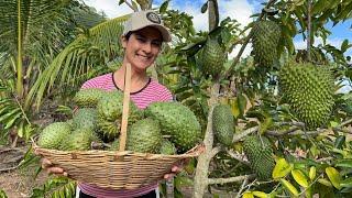 Plantação de graviola carregou de frutas vamos colher juntos essa maravilha da roça