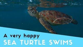 Happy Turtle