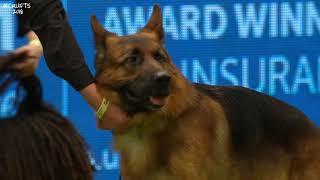 Best of Breed Pastoral GroupGERMAN SHEPHERD DOG2017-2022