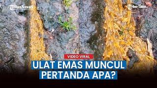 Viral Video Kemunculan Ulat Emas di Bedugul Bali ini Kata Ahli