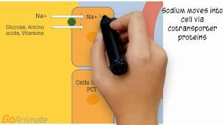 Urinary System Tubular Reabsorption - Secretion v2.0