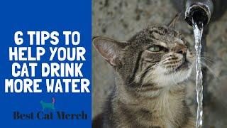 Tips on How to Help Your Cat Drink More Water