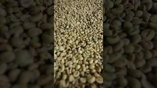 KOPI ROBUSTA PALING ENAK #kopi #kopirobusta #budidayakopi #kopiwonosobo #kopipalingenak #robusta