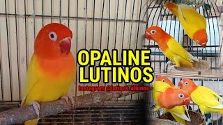 TERNAK LOVEBIRD BIOLA LUTINO MATA MERAH ‼️