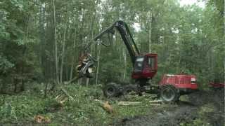 The future of Russias forests