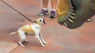 ITS CHIHUAHUA TIME - The Ultimate Funny Chihuahua Compilation  Pets Island