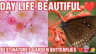 #Nature #NaturesPeaceful #CalmingMelodies BEST NATURES GARDEN BUTTERFLIES DAY LIFE BEAUTIFUL NATURES