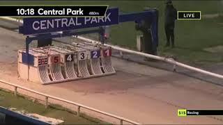 Carreras de Galgos - Central Park 2021