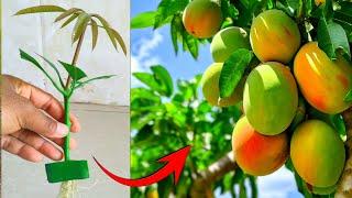 Techniques for grafting mango  without seeds with Aloe Vera to grow fast and quickly bear fruit