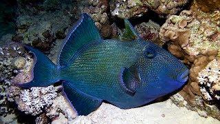 Ночной дайвинг - Night diving - Middle Garden Bay - Red Sea - 11 2015