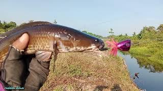 ANTI BONCOS..?  LURE PENGGODA PREDATOR SUNGAI  CASTING GABUS