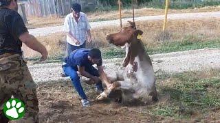 Pulling a cow out of a manhole