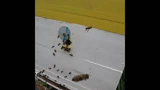 Мільйони бджіл вилетіли на вулицю