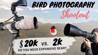 Bird Photography Equipment Comparison $20000 vs. $2000 Do You Really Need Expensive Gear?