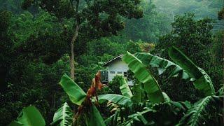 Rainforest sounds  with thunder rain and birds sounds for sleep study and meditation