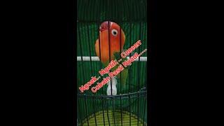 Biola Figther . Cocok Buat Pancingan lovebird Ngekek