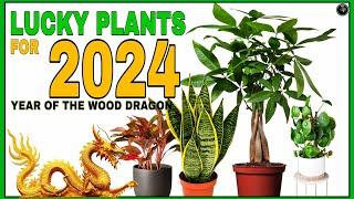 TOP 10 LUCKY PLANTS IN 2024  10 SWERTENG HALAMAN para sa YEAR OF THE WOOD DRAGON sa YEAR 2024