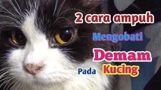 2 cara ini ampuh mengobati kucing demam dan lemas