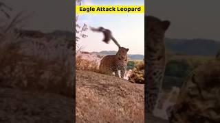 Eagle Attack Leopard #shorts #short