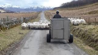 Hill Farmer Herding Sheep With Quad Bike Glen Quaich Highland Perthshire Scotland