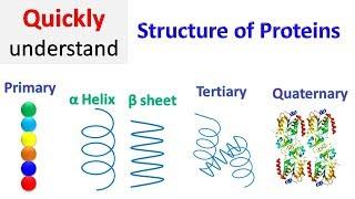 Protein structure  Primary  Secondary  Tertiary  Quaternary