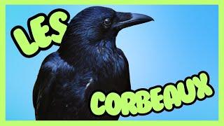 LE CORBEAU UN OISEAU DE MALHEUR ? - ZOOM SUR UN ANIMAL MAL-AIMÉ