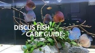 DISCUS FISH CARE GUIDE Habitat and Tank Requirements  Part 1 of 2