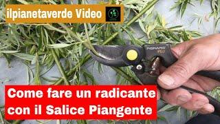 Come fare un ormone radicante con il Salice Piangente