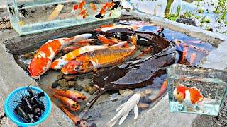 Catch monster catfish in ponds snakehead fish ornamental fish goldfish koi fish betta fish