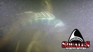 THE PERKO FISHING WRECK - NEW HAVEN CT - SQUALUS MARINE DIVERS