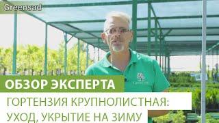 Гортензия крупнолистная уход укрытие на зиму