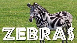 Zebras for Kids Learn all About Zebras - FreeSchool