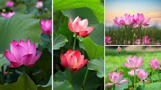 35+ The Most Beautiful Lotus in the World  DIY Gardening