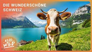 Die Schweiz Europas schönstes Land?  Natur Doku  Real Wild Deutschland