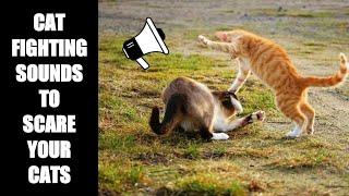 Cat Fighting Sounds to Scare Cats #20
