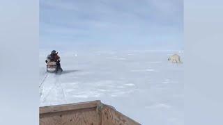 Белый медведь напал на пассажира снегохода и чуть не загрыз его в Якутии