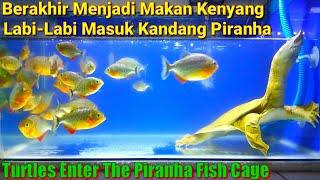 Labi-Labi Masuk Kandang PIRANHA Auto Makan Kenyang