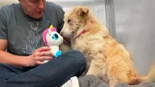 Watch this shelter dog react to her first toy 