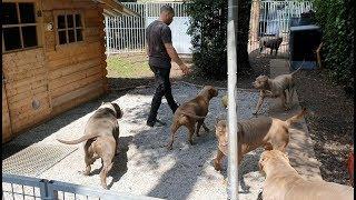 Visiting Parasiemprebulls in Belgium with his super  xl American Bullies