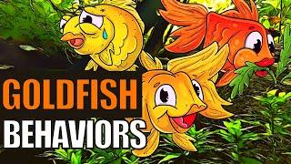 Goldfish Behavior  What Do These Goldfish Behaviors Mean?