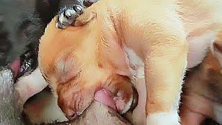 Cute puppies 6 weeks old breastfeeding mommy #puppy #puppies #puppyplaytime #doglover #dog #dogs