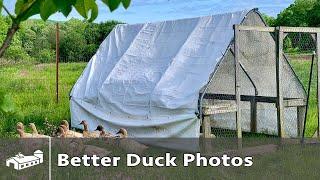 How To Take Better Duck Photos