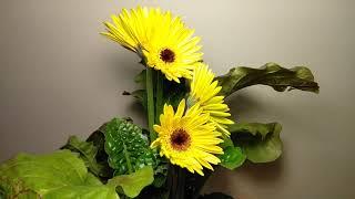 Gerbera daisy blooming time-lapse