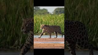 A Jaguar between Butterflies - a sight to remember ️ #jaguar #pantanal #marlondutoit