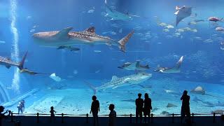 Kuroshio Sea - 2nd largest aquarium in the world - song is Please Dont Go by Barcelona