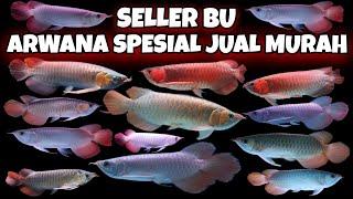 Seller arwana BU arwana dijual harga arwana murah dengan arowana spesial kualitas super super